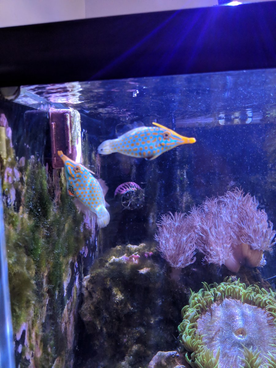 Orange spotted deals filefish care