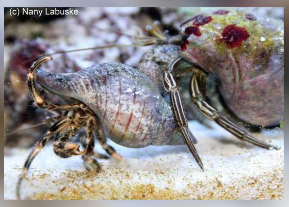 Thin striped hermit crab hot sale care