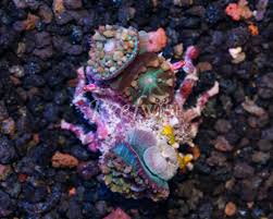Image result for decorator crab