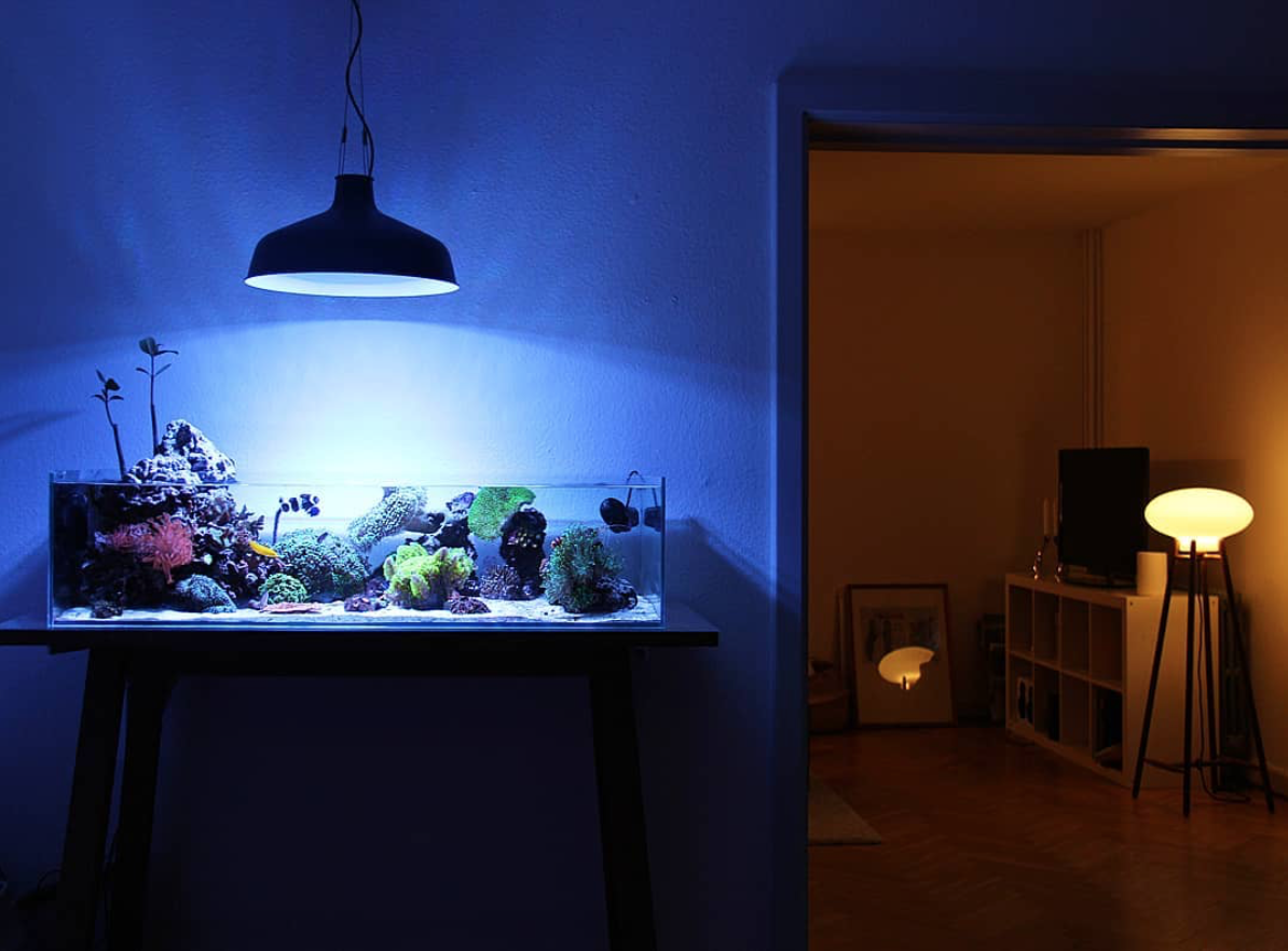 Reef Tank 365 - Reef Tank 365 Featuring Filipabp's 32 Gallon Rimless ...