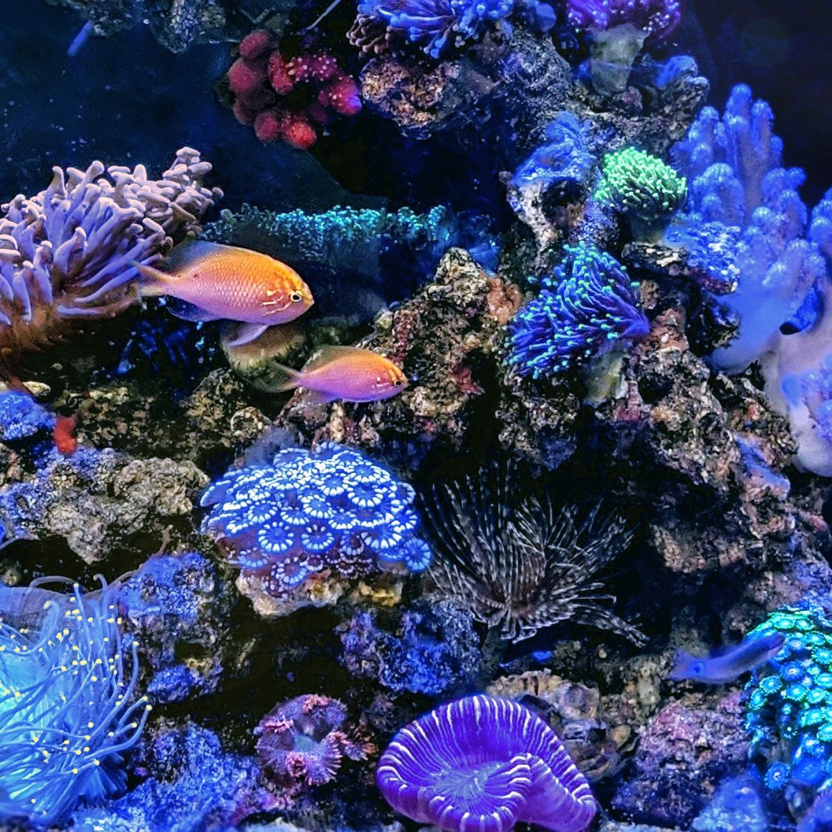 Post a pic of what you bought lately | REEF2REEF Saltwater and Reef ...