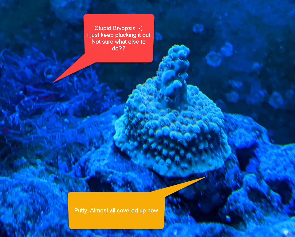 QUESTION OF THE DAY - Mounting Frags: What works best for you? Tips ...