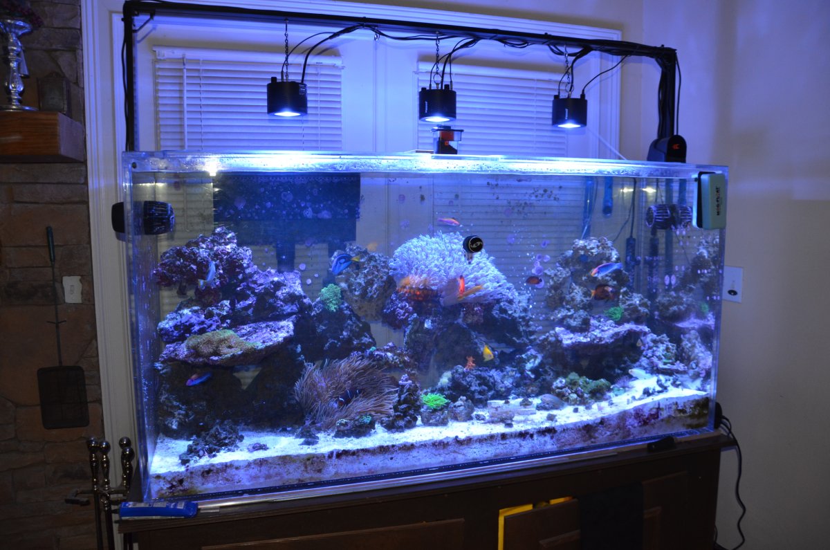 Large Build - Show me your TALL REEF tanks  REEF2REEF Saltwater and Reef  Aquarium Forum