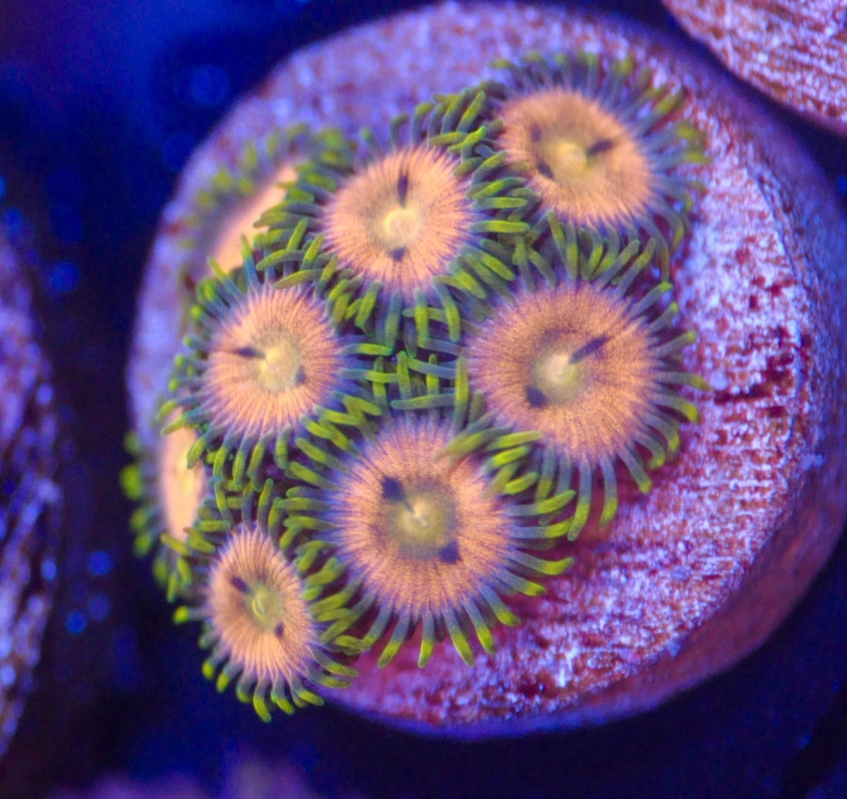 Zoad ID | Reef2Reef