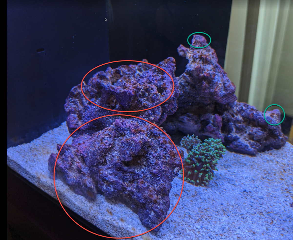 Zoanthid Placement