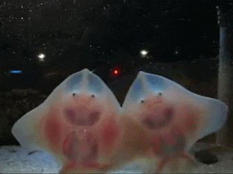 1591546546038.gif