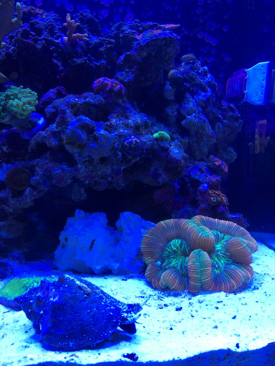 1595965747036.jpeg