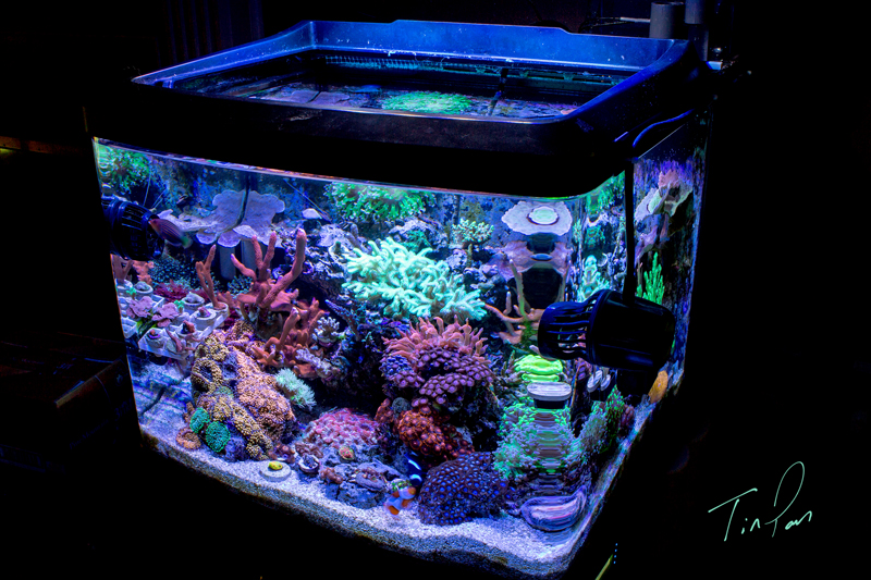 Aio reef tank store