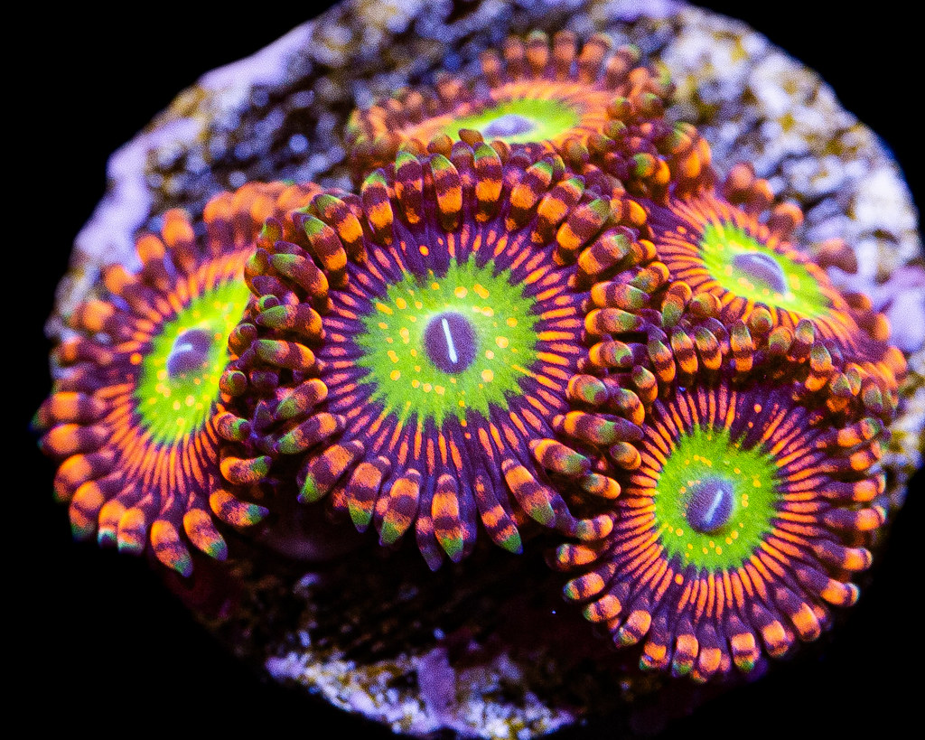 Hottest Zoa out | REEF2REEF Saltwater and Reef Aquarium Forum