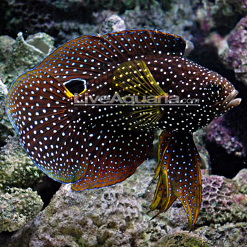 Whats your most unique/beautiful fish or coral???