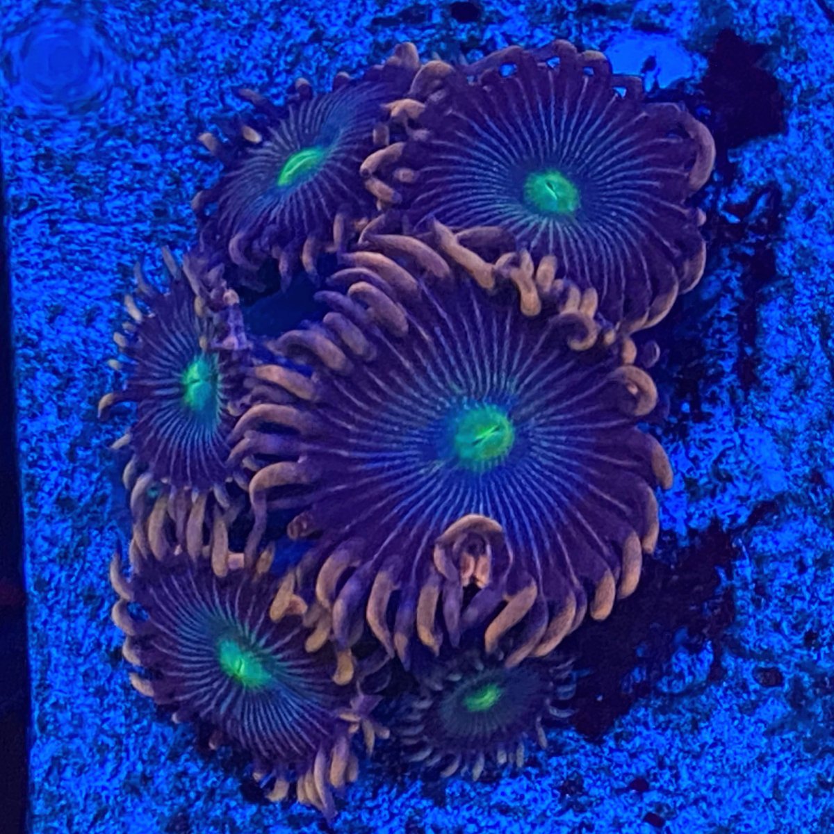 15B1C577-416D-4247-8B06-8484F0CB29F4.jpeg