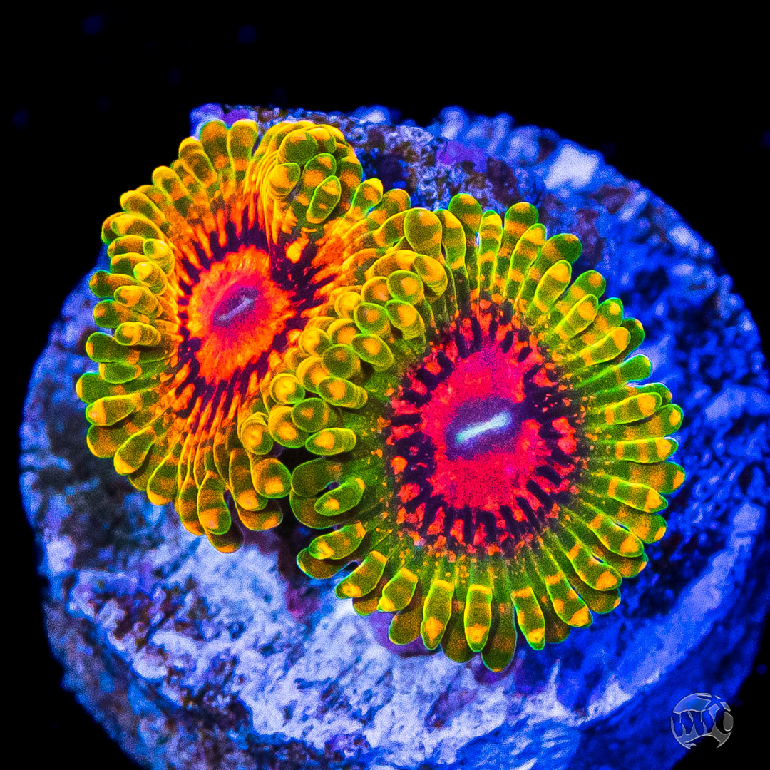WWC High Roller Flash Sale Sept 8th, 2023 | REEF2REEF Saltwater and ...