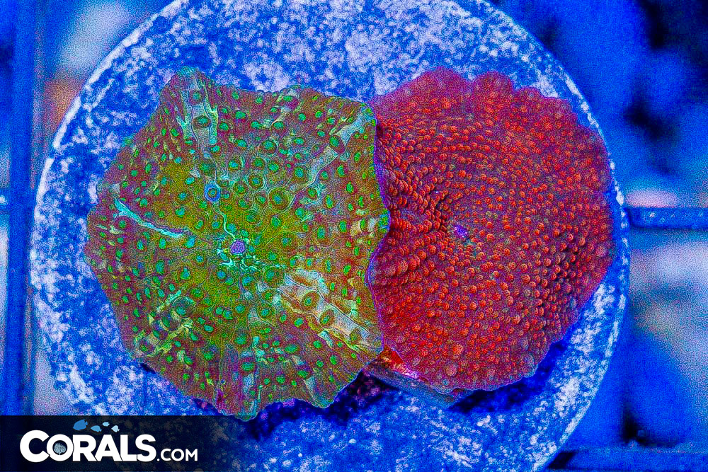 **CRAZY Rainbow Lord Frags! All New Frags & Frag Packs Update!** New ...