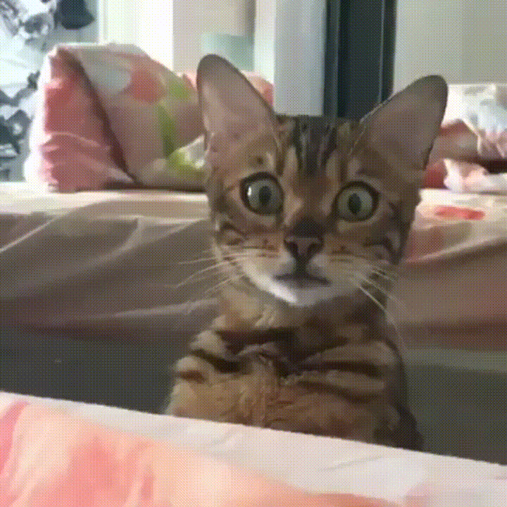 1600392102057.gif