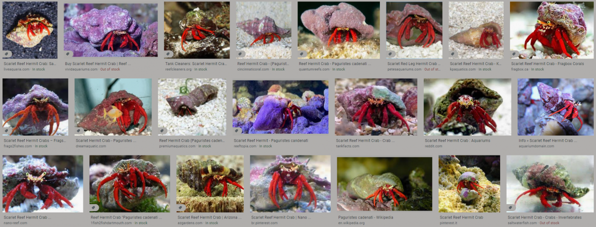 Red leg best sale hermit crab care