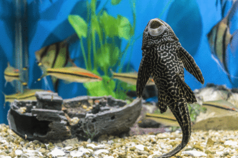 Algae eating marine fish on sale