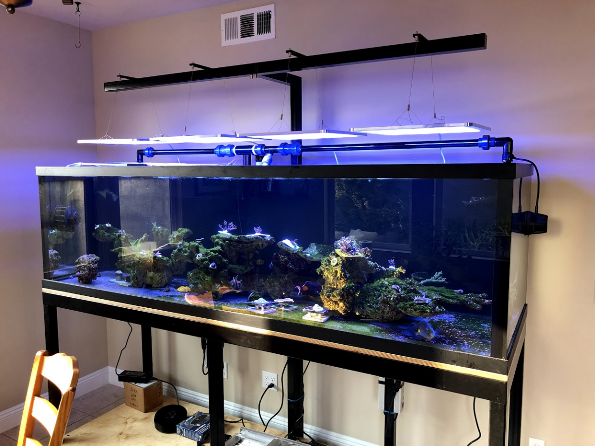 Barn Opdagelse Nogen som helst ATI Straton LED Light - Comments, Review, PAR, Coverage, Discuss... | Page  5 | REEF2REEF Saltwater and Reef Aquarium Forum