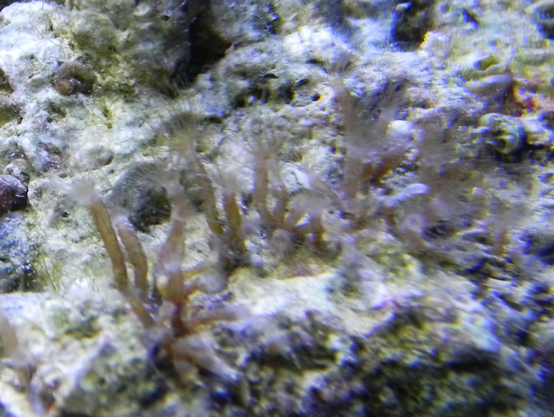 Hydroids? | Reef2Reef