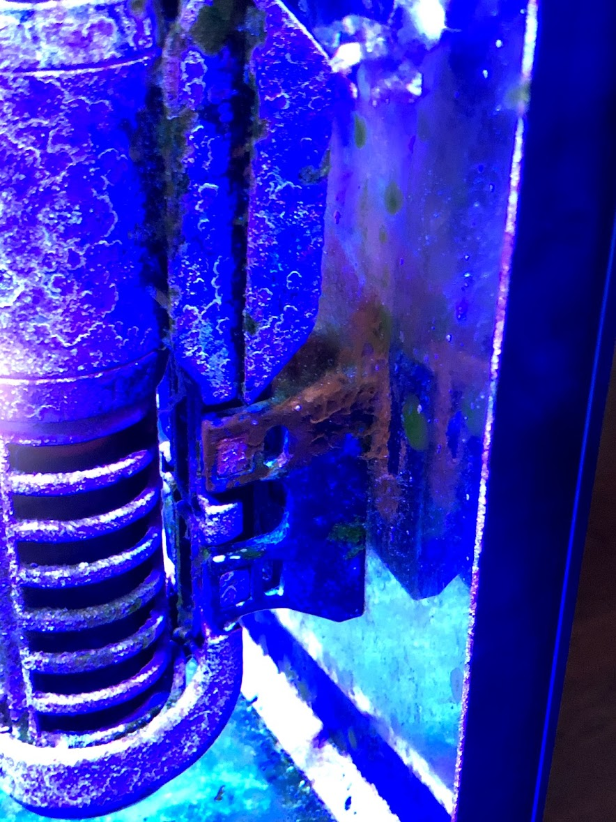 Rust colored algae ID, with scope pic | Reef2Reef
