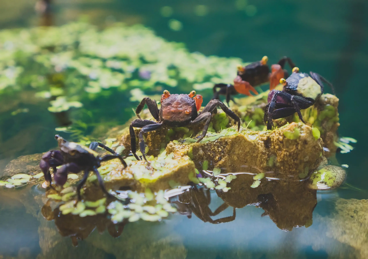 Crab that seems to be filter feeding? | Reef2Reef