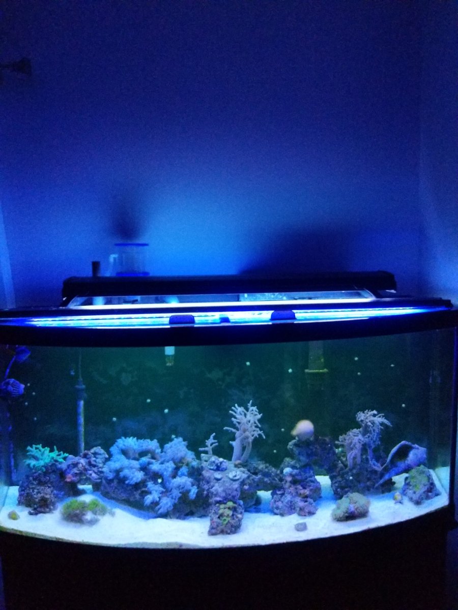 T5 aquarium lighting 36 inch deals