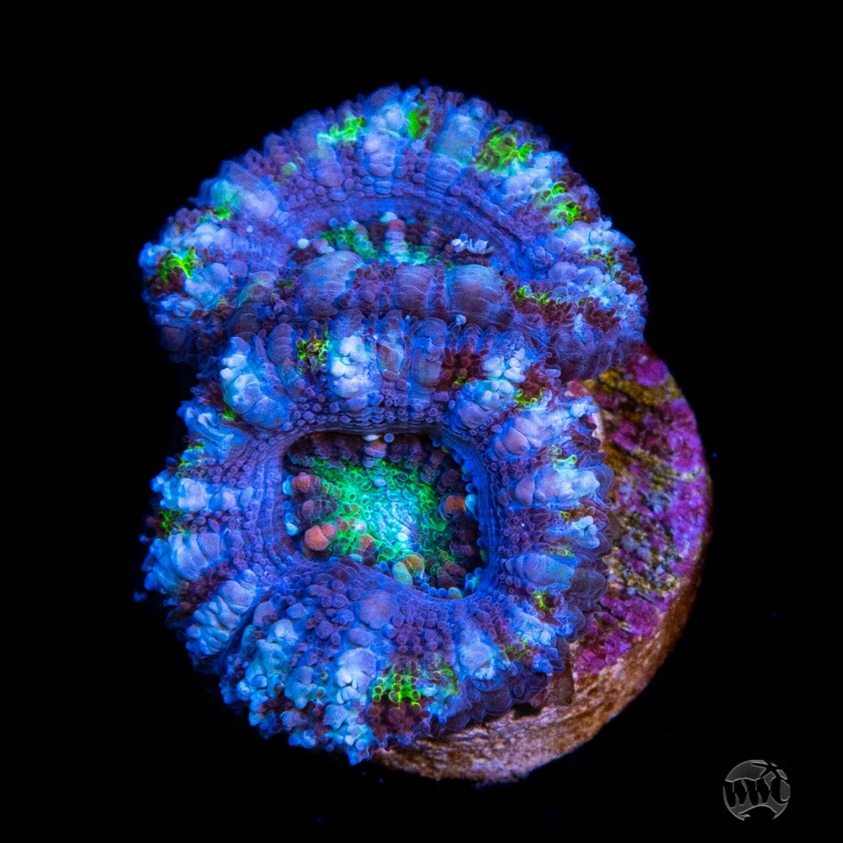World Wide Corals Tax Craze LIVE SALE! Up to 80% OFF! | Page 2 ...