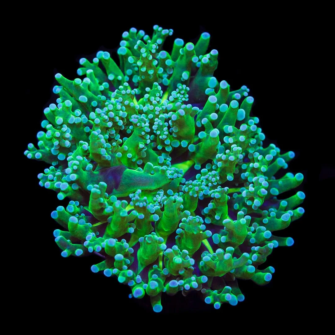 World Wide Corals Tax Craze LIVE SALE! Up to 80% OFF! | Page 13 ...