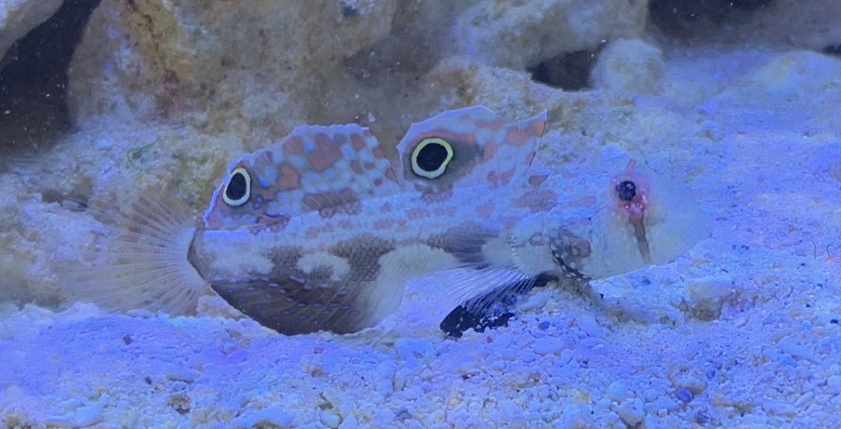 Injury or Infection? | Reef2Reef