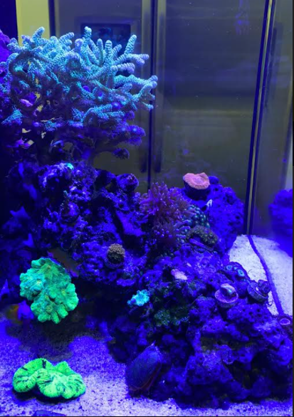 Build Thread - Just add water Red Sea 425 XL / WrasseTasic, Page 128