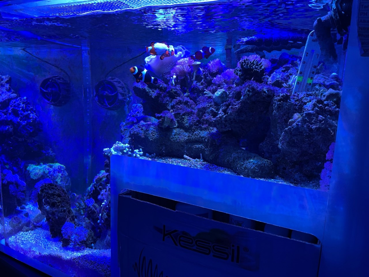 Wisconsin - Aquariums - 50 Gallon Artfully acrylic Drop-off tank ...