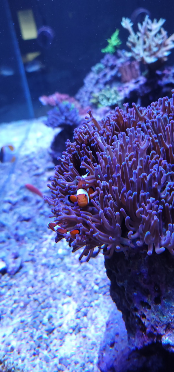 Ocellaris and Tomato Clownfish coexist? | REEF2REEF Saltwater and Reef ...