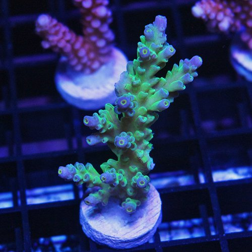 YourReef Memorial Day Live Sale Saturday 5/29 | REEF2REEF Saltwater and ...