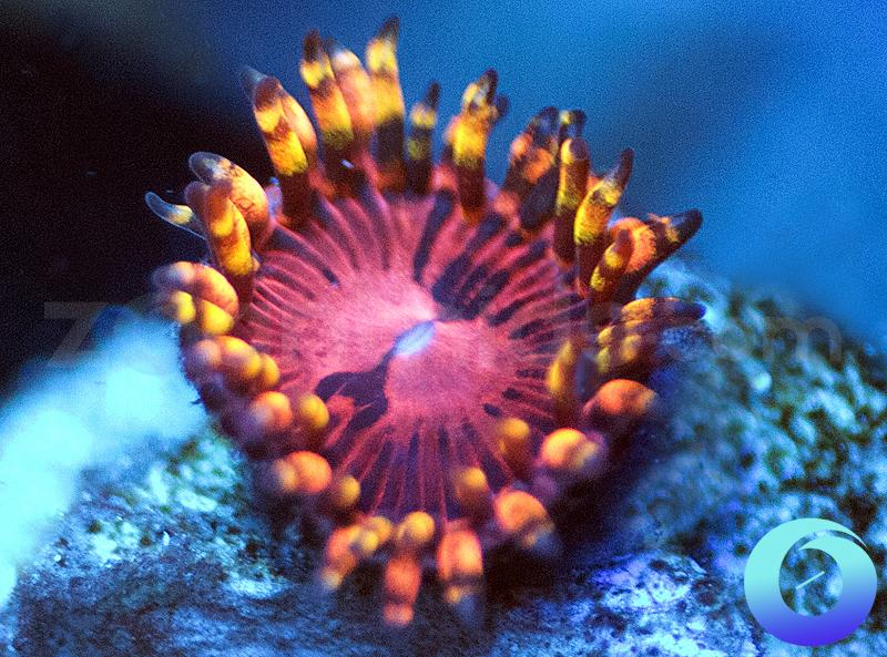 Help identifying zoa :) | Reef2Reef