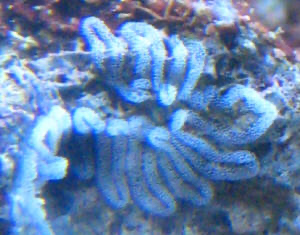White Stringy, Worm like Intestines? | Reef2Reef