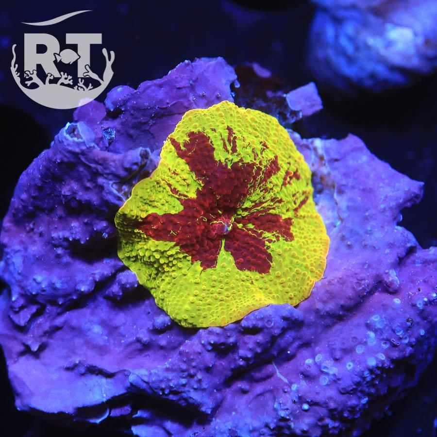 CONTEST - PRIZE CLAIMED - REEFTIDE'S DREAM TANK GIVEAWAY!!! WIN a ...