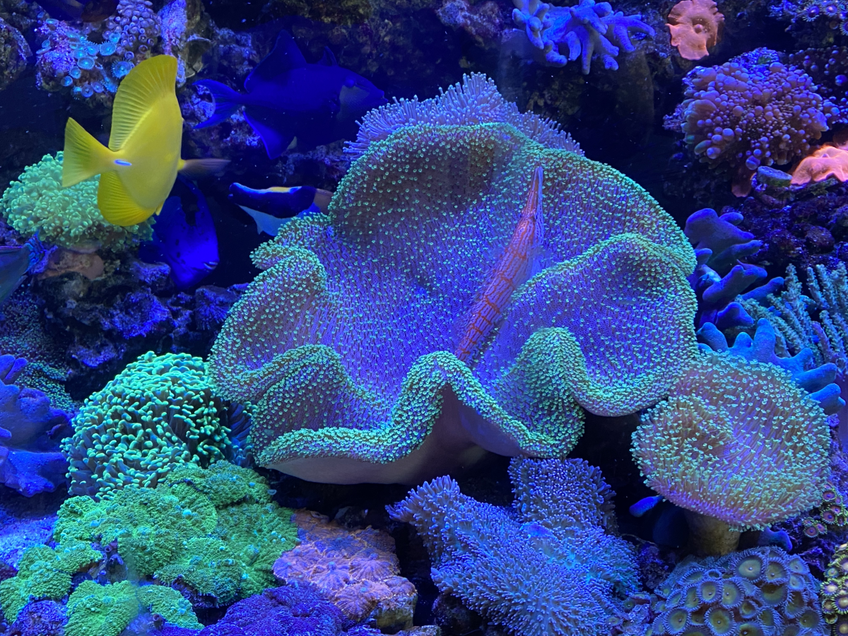 Tips for a lazy/cheap reefer? | Reef2Reef
