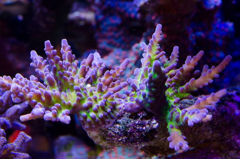 Anybody have ORA Purple Plasma colony? | REEF2REEF Saltwater and Reef ...