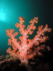 Deep-water coral - Wikipedia