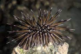 Rock-boring Urchin on night dive (Print #13230656). Framed Photos