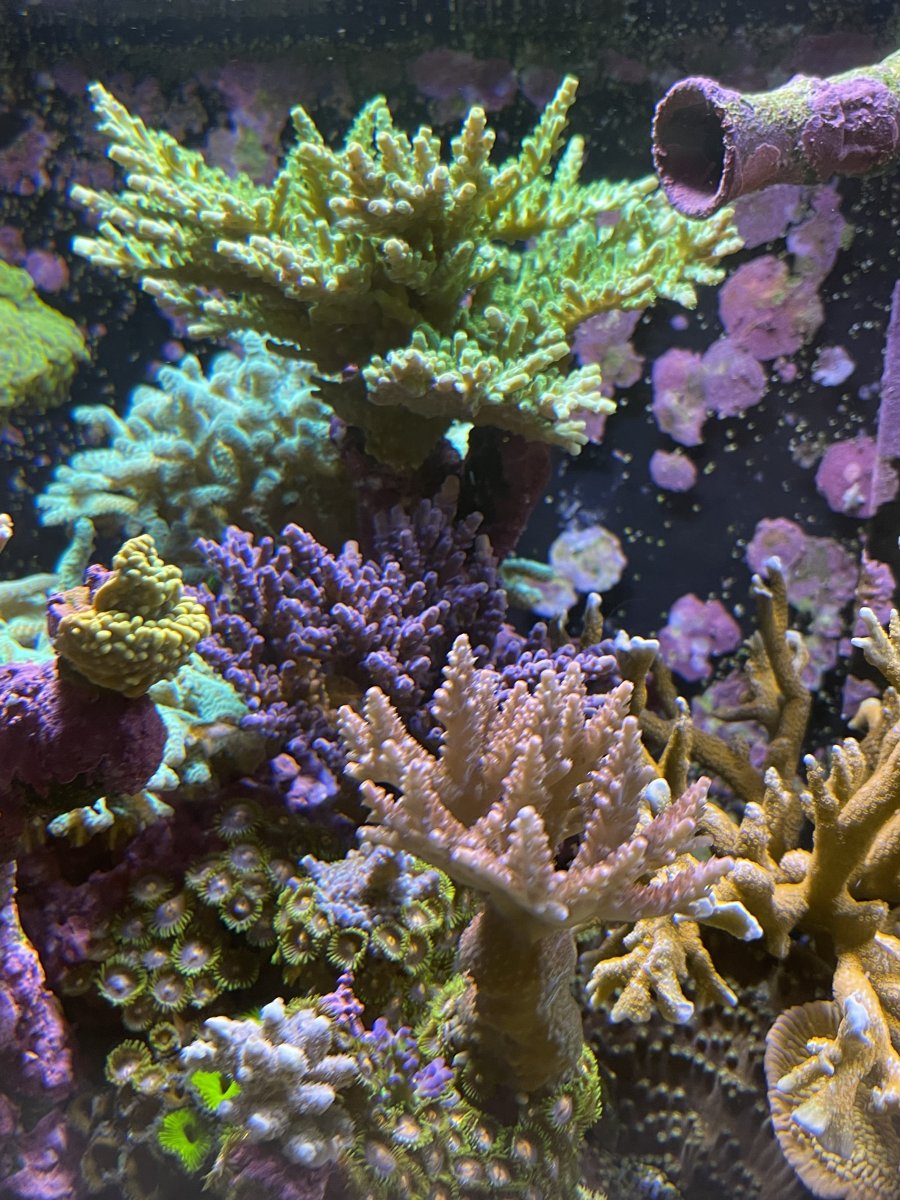 For my mixed reef, should I be using T5 in unison for coral growth or ...