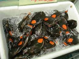 Hawaii's Marine Fish Collection Ban Expands to Recreational Fishermen