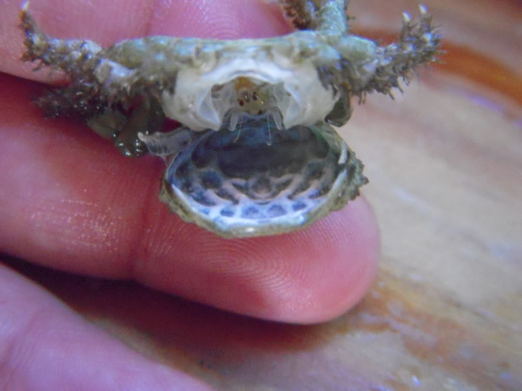 Emerald crab molted or dead..? | REEF2REEF Saltwater and Reef Aquarium Forum