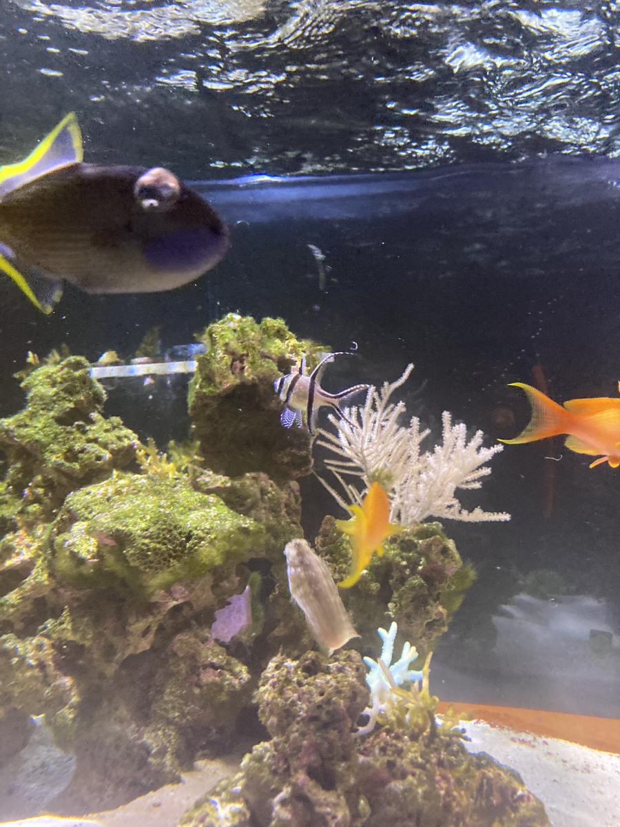 Unilateral popeye in blue jaw triggerfish -- treat? | Reef2Reef