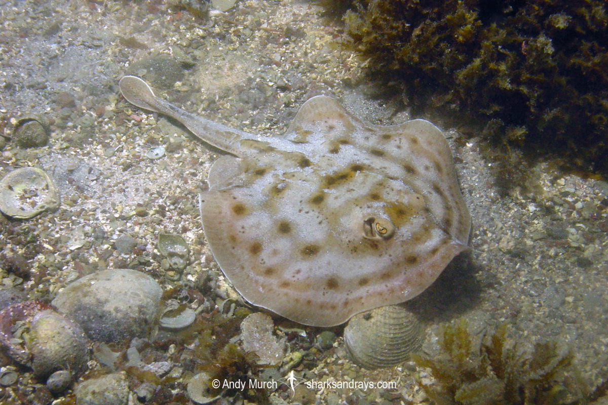 A Rant about the Cortez Stingray Urobatis maculatus REEF2REEF