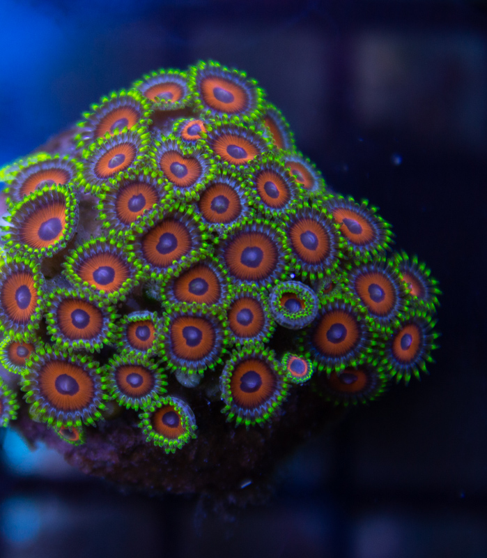 Zoa ID pretty please =) | Reef2Reef
