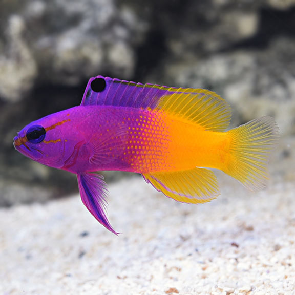 Why purple and yellow?  REEF2REEF Saltwater and Reef Aquarium Forum