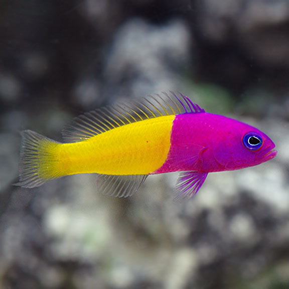 Yellow saltwater best sale fish