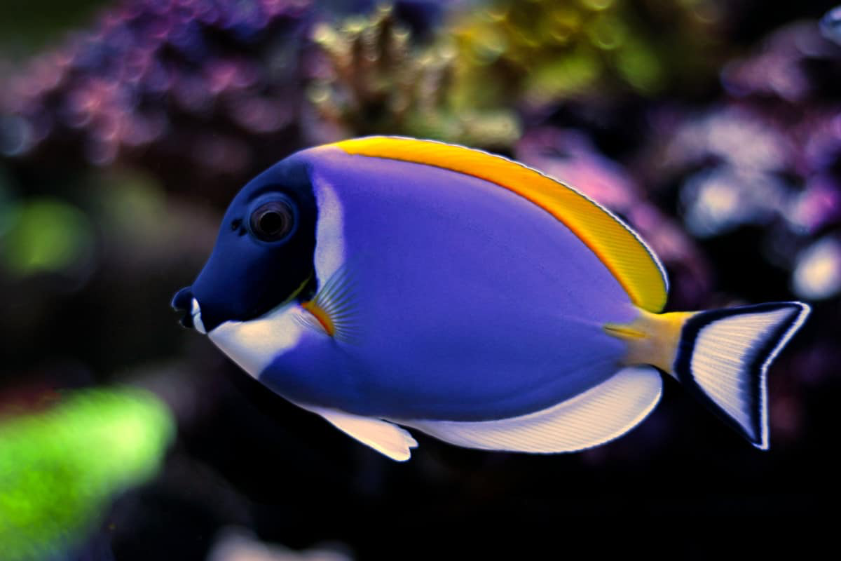 Powder blue tang care outlet
