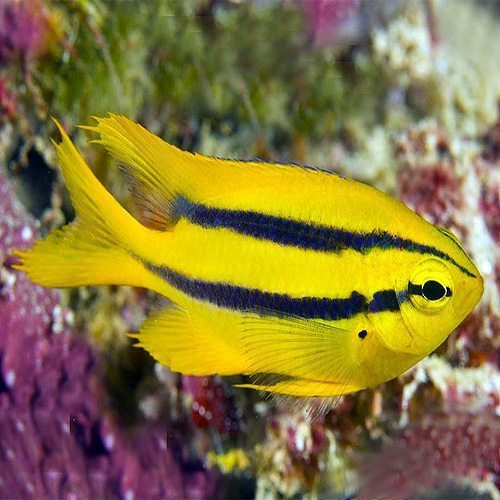 Advice on SMALL YELLOW SCHOOLING fish | Reef2Reef