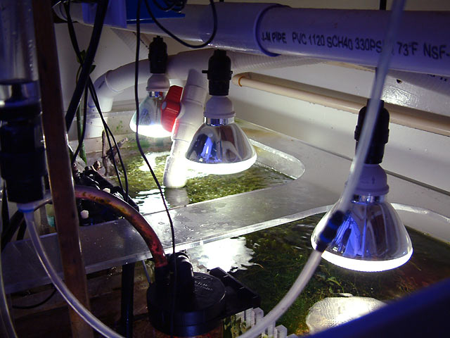 When should you add a refugium to your tank? And what lighting do you ...